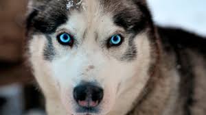 Husky met blauwe ogen